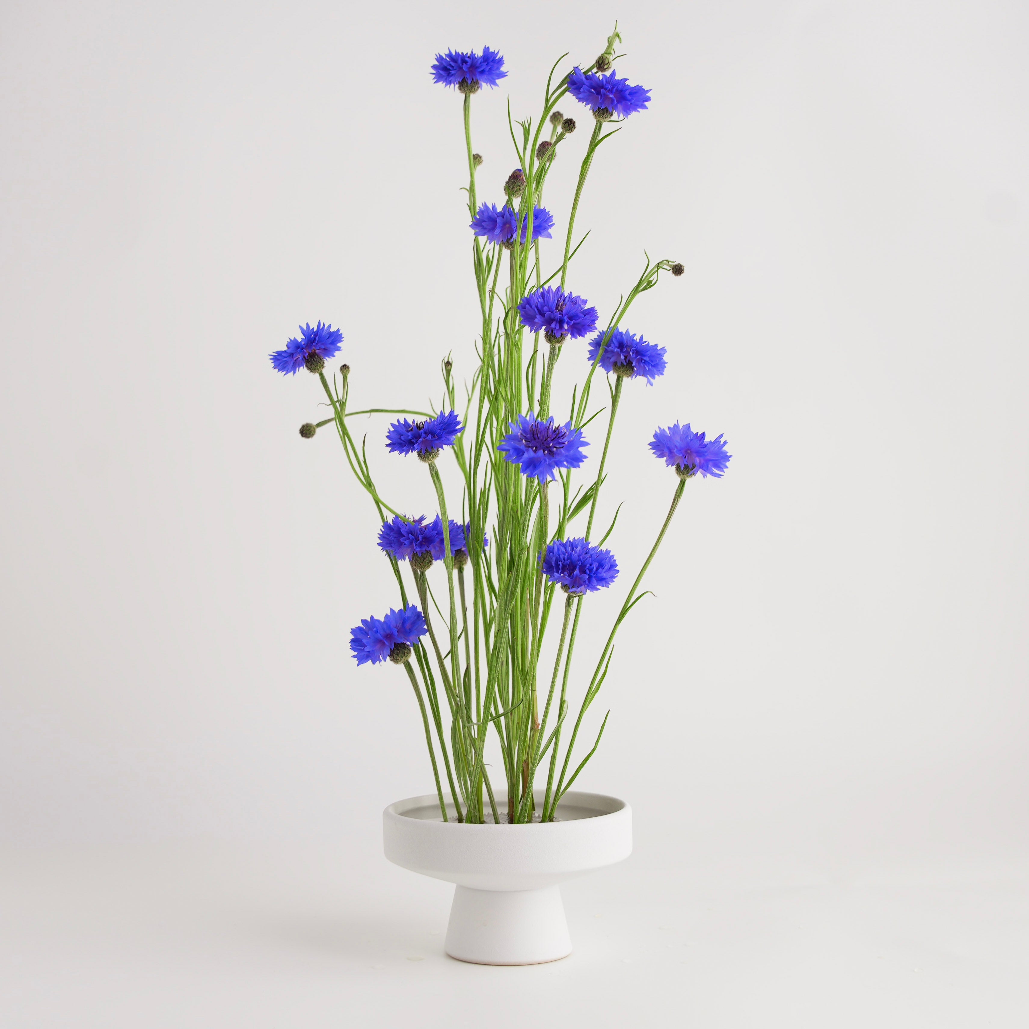 White ceramic kenzan ikebana vase with blue flowers on a kenzan 70 mm flower frog on a light gray background