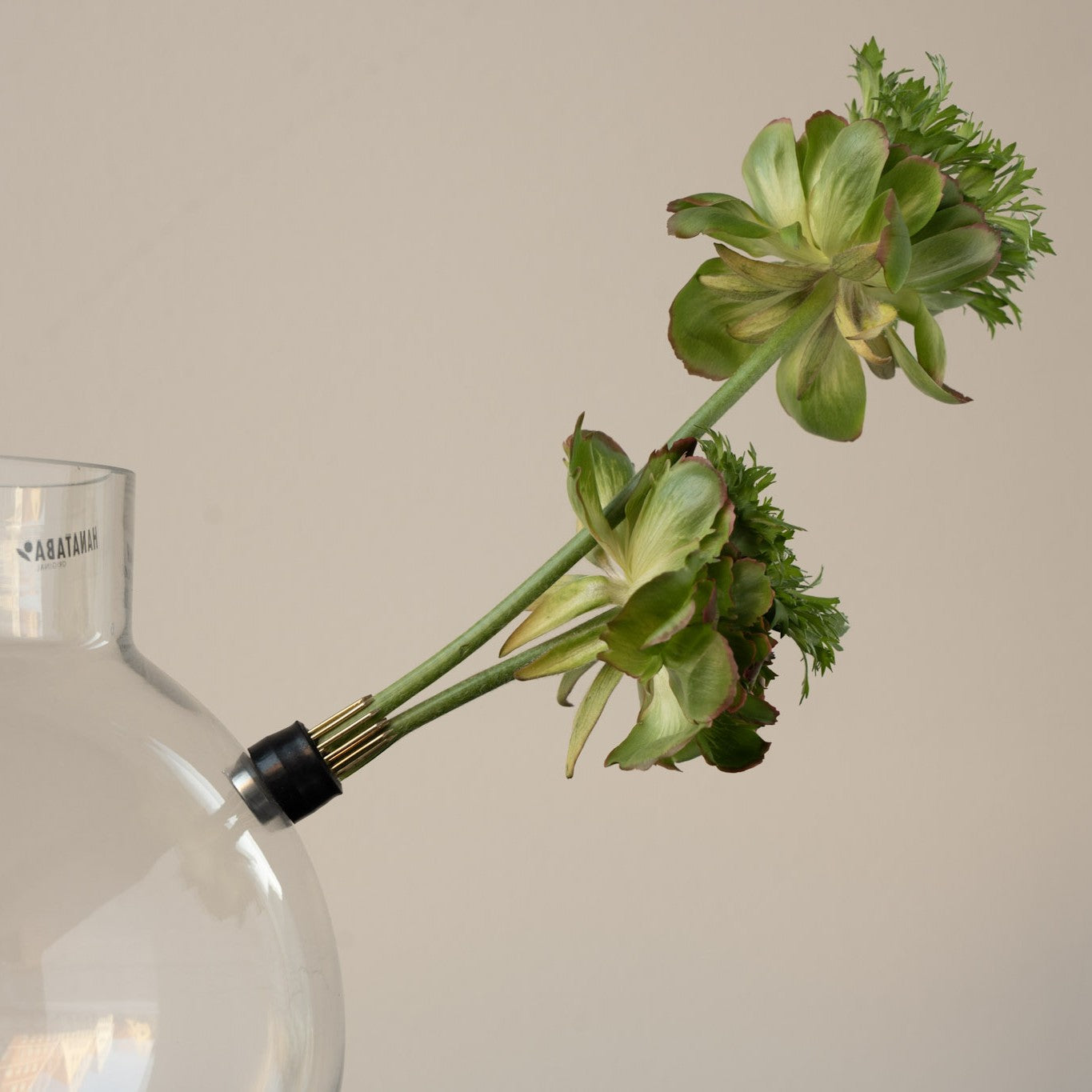 Clear glass vase with a branch of green flowers stuck to a hanataba magnetic mini kenzan against a beige background