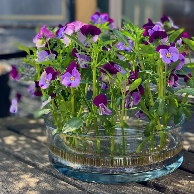 A vibrant bouquet of purple and white pansies flourishing atop a 200mm Kenzan ring in a clear, shallow water dish, set on a wooden outdoor table bathed in sunlight.