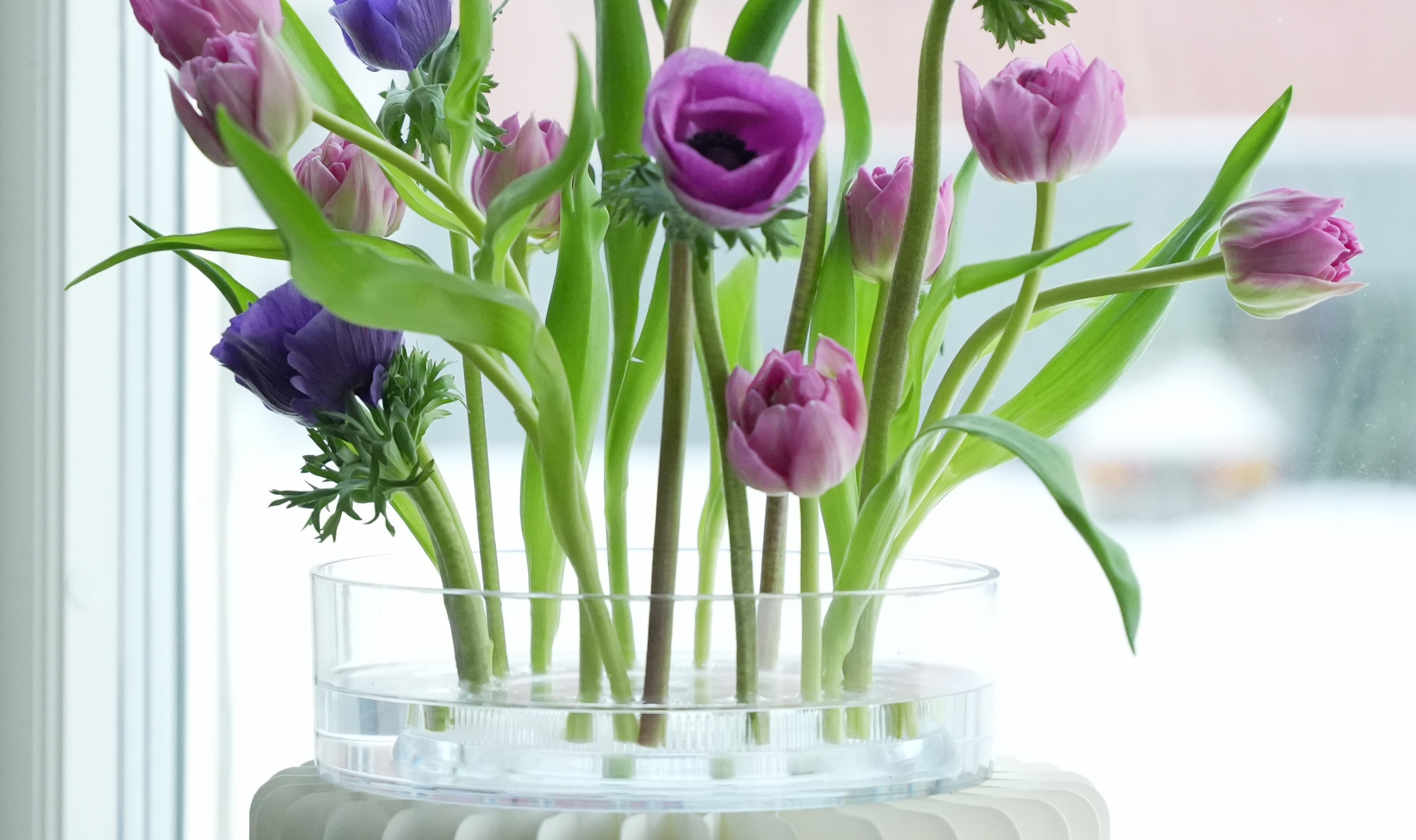 Let’s celebrate “Tulip day” with a discount!