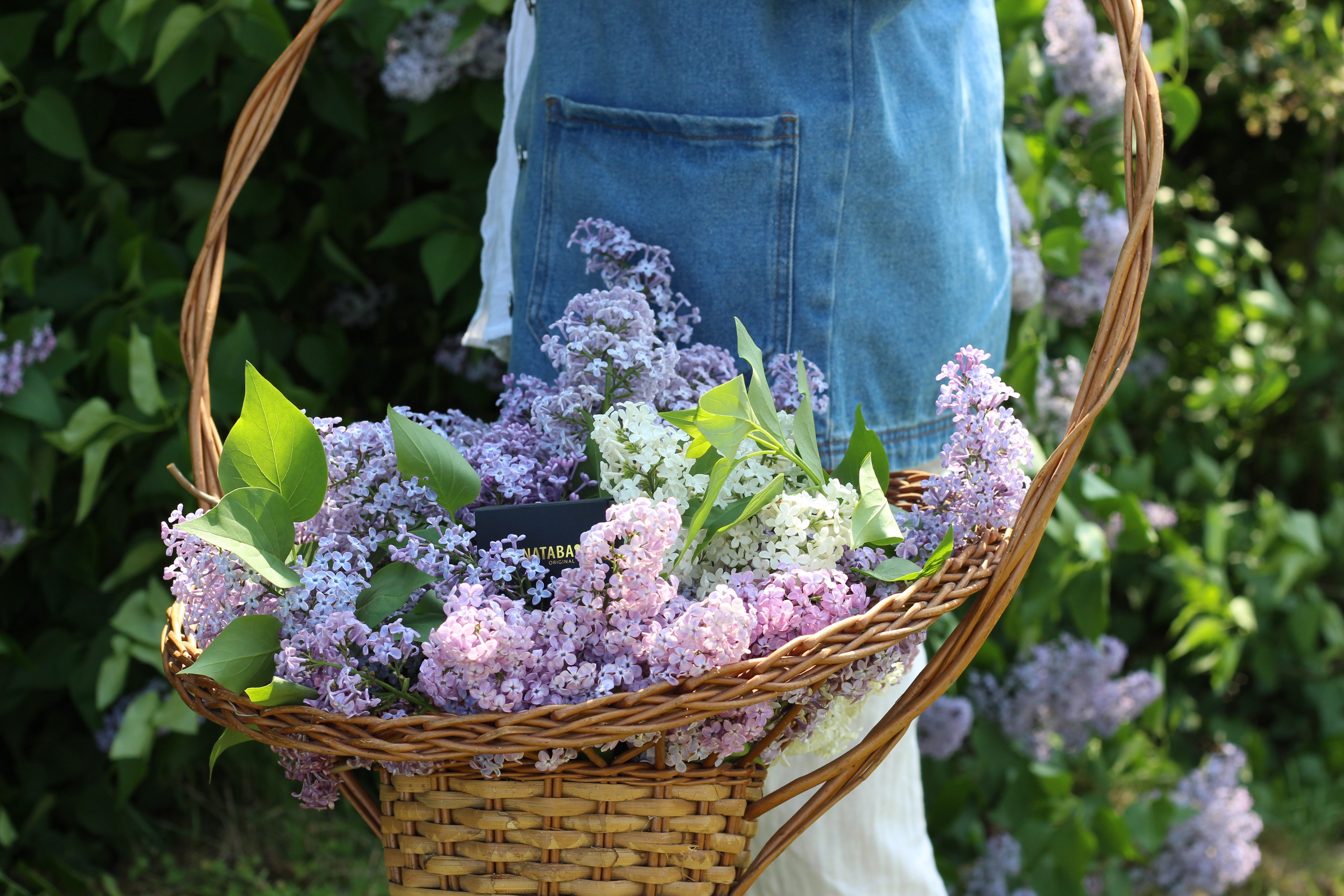 Basket filled with fresh lilac flowers in garden - Hanataba seasonal flowers