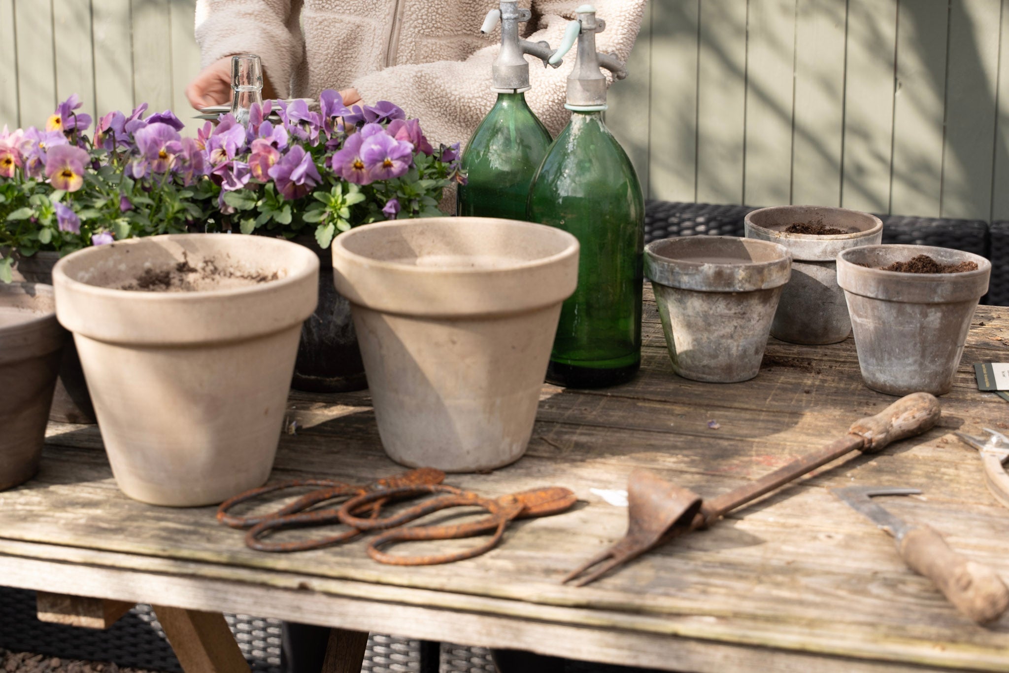 Gardening setup with terracotta pots, soil, tools and purple flowers - Hanataba flower growing