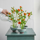 Person pouring water into small ceramic kenzan 'kobachi' pots with orange flowers standing on 34 mm kenzan flower frog on a light gray surface.