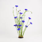 Blue flowers on a kenzan 70 mm flower frog on awhite background