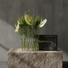 8 clear and flexible glass vases with green plants on a stone surface against a gray concrete wall