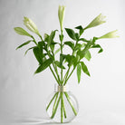 Stunning bouquet of fresh white lilies arranged in a Hanataba flower twister placed in a glass vase filled with water in a  white room