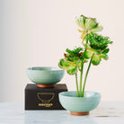 Turquoise ceramic kenzan 'kobachi' bowl with a plant and a matching box on a light surface.