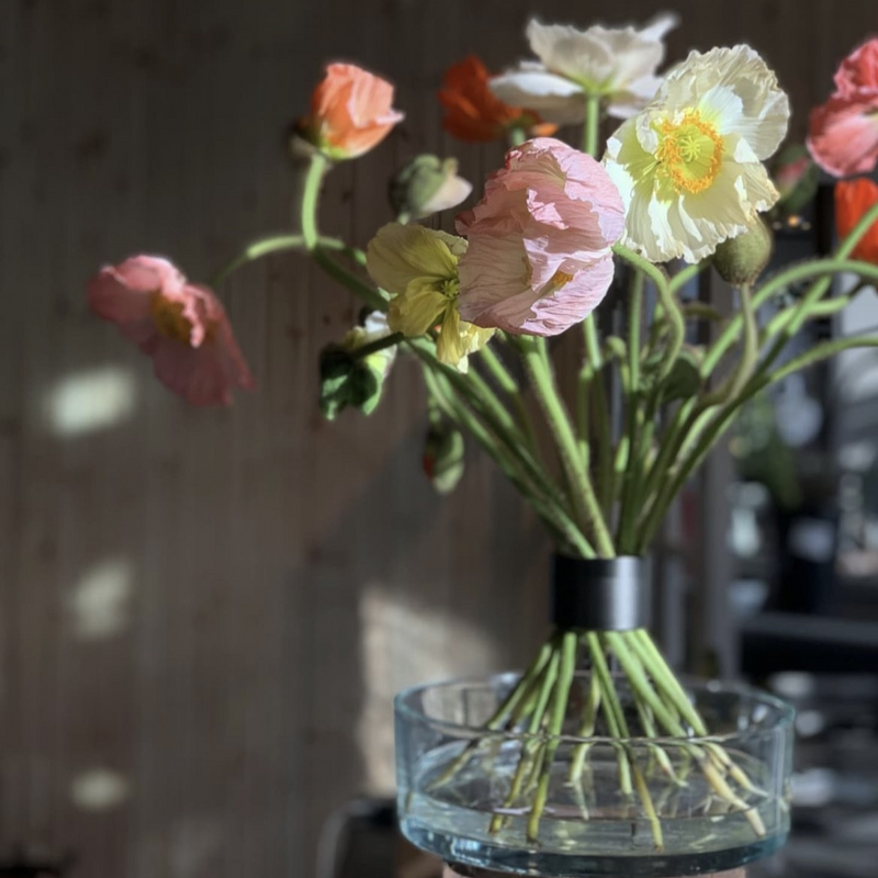 Ikebana-inspired arrangement of delicate poppies and daffodils, supported by a pitch black Spiral Stem holder, casting soft shadows in sunlight.