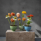 Three potted plants with colorful flowers stuck to hanataba kenzan 34 mm flower frog pin holder standing on a concrete block against a gray background