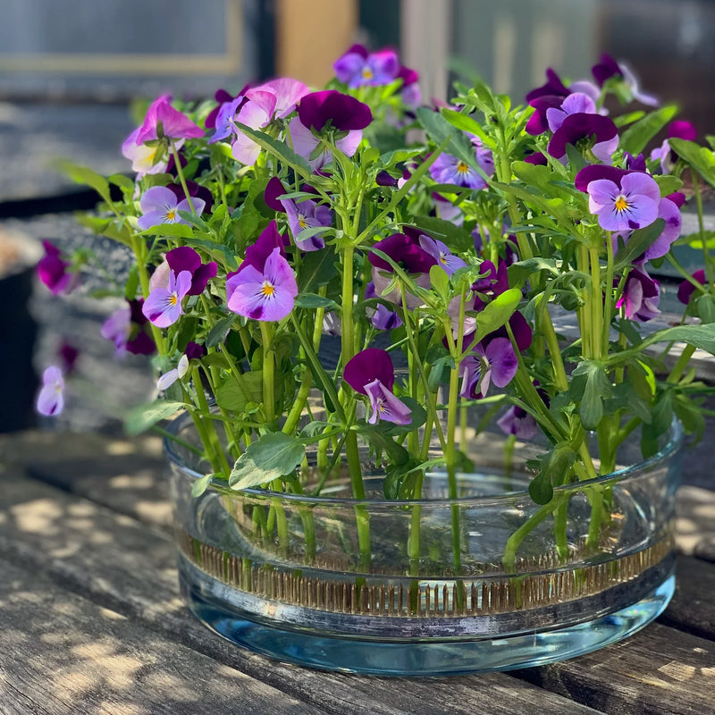 A delightful array of purple and white pansies sprouting abundantly from a 120mm Kenzan ring, set on a rustic wooden table bathed in sunlight.