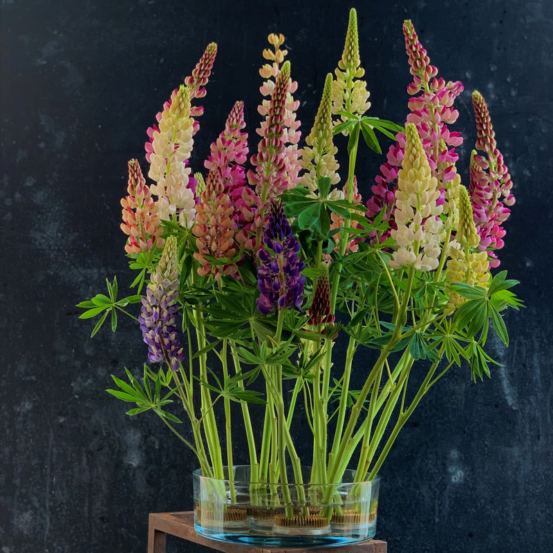  A vibrant array of lupine flowers in various colors, secured by a 70mm Kenzan ring within a clear glass bowl.